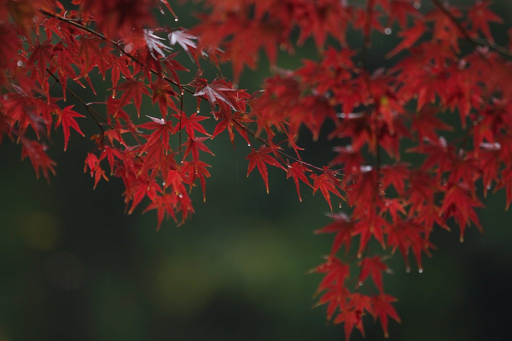 紅葉狩り