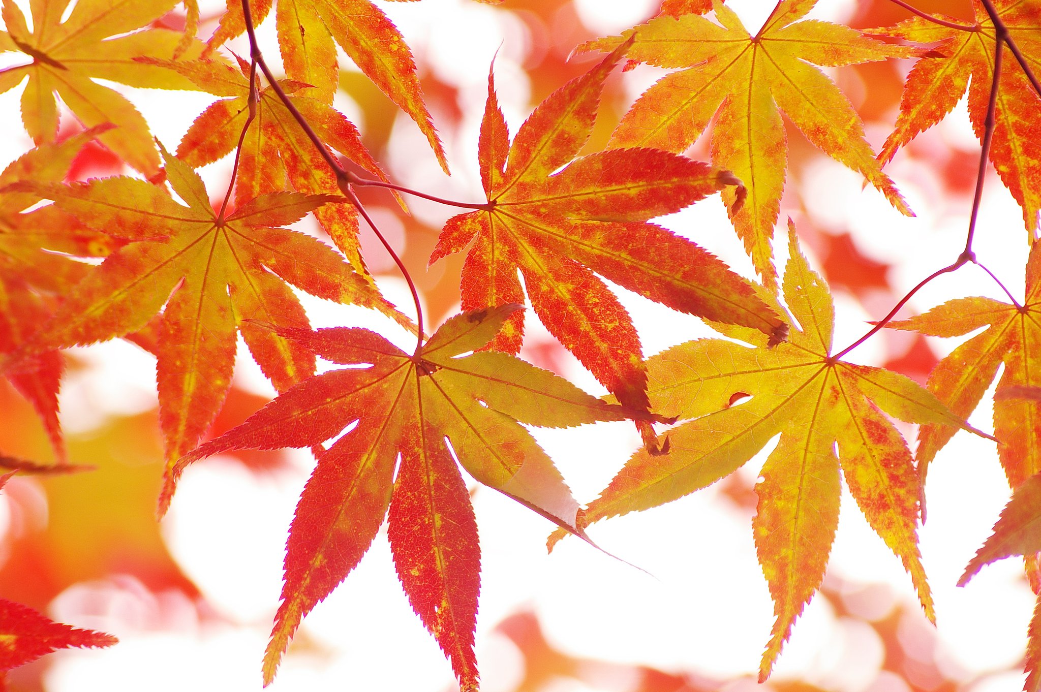 色づく季節