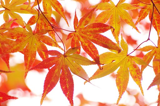 色づく季節