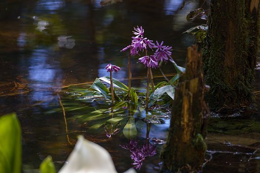 水芭蕉と共に