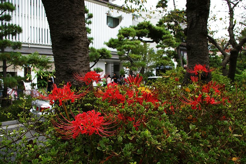 Lycoris　on the Dankadura