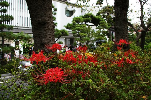Lycoris　on the Dankadura