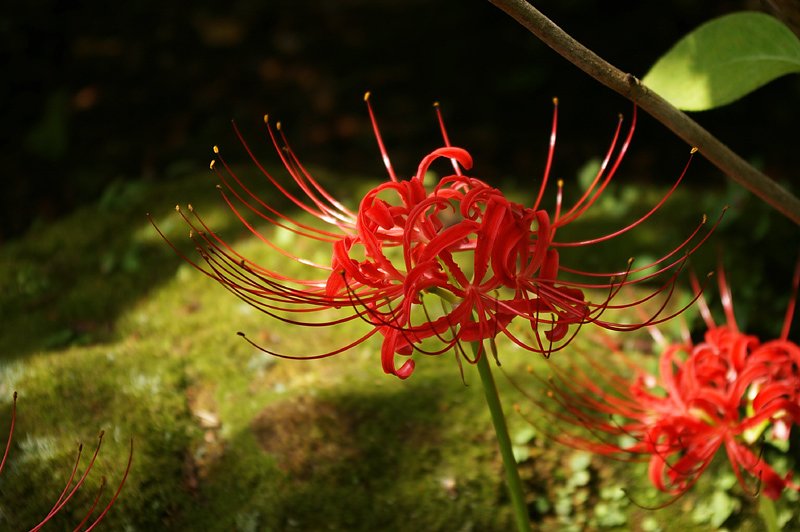 Lycoris