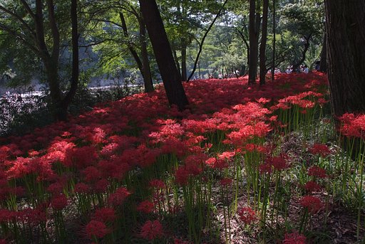 ただ紅く