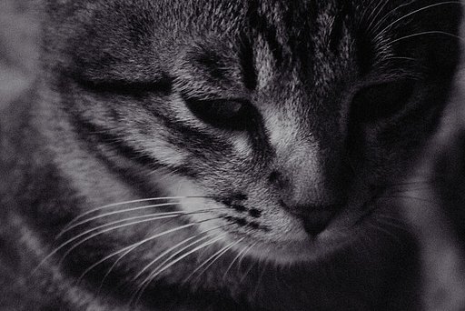 哀しみ