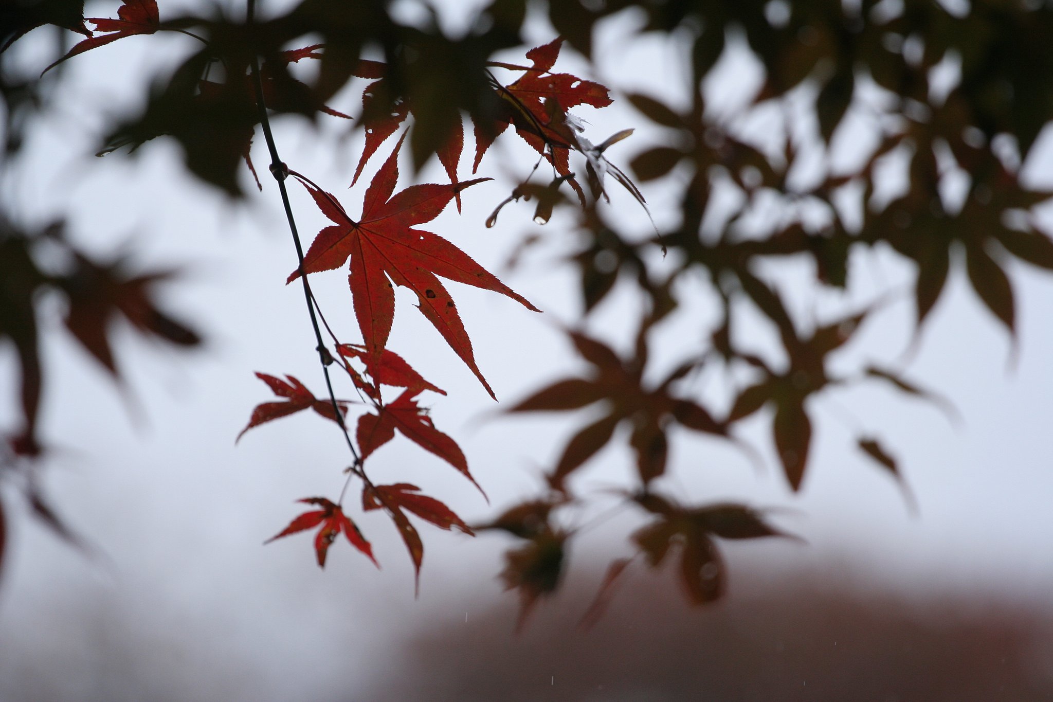 御岳１（えび）