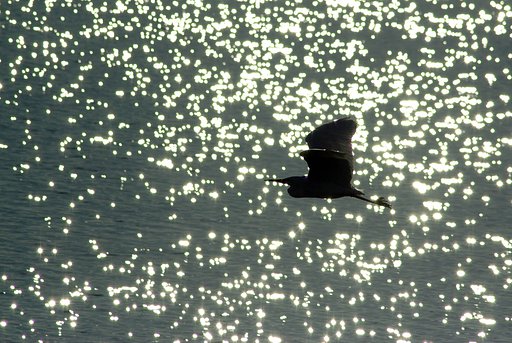 光の海を