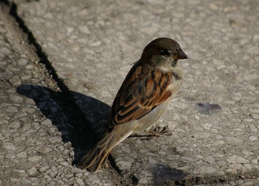 House Sparrow