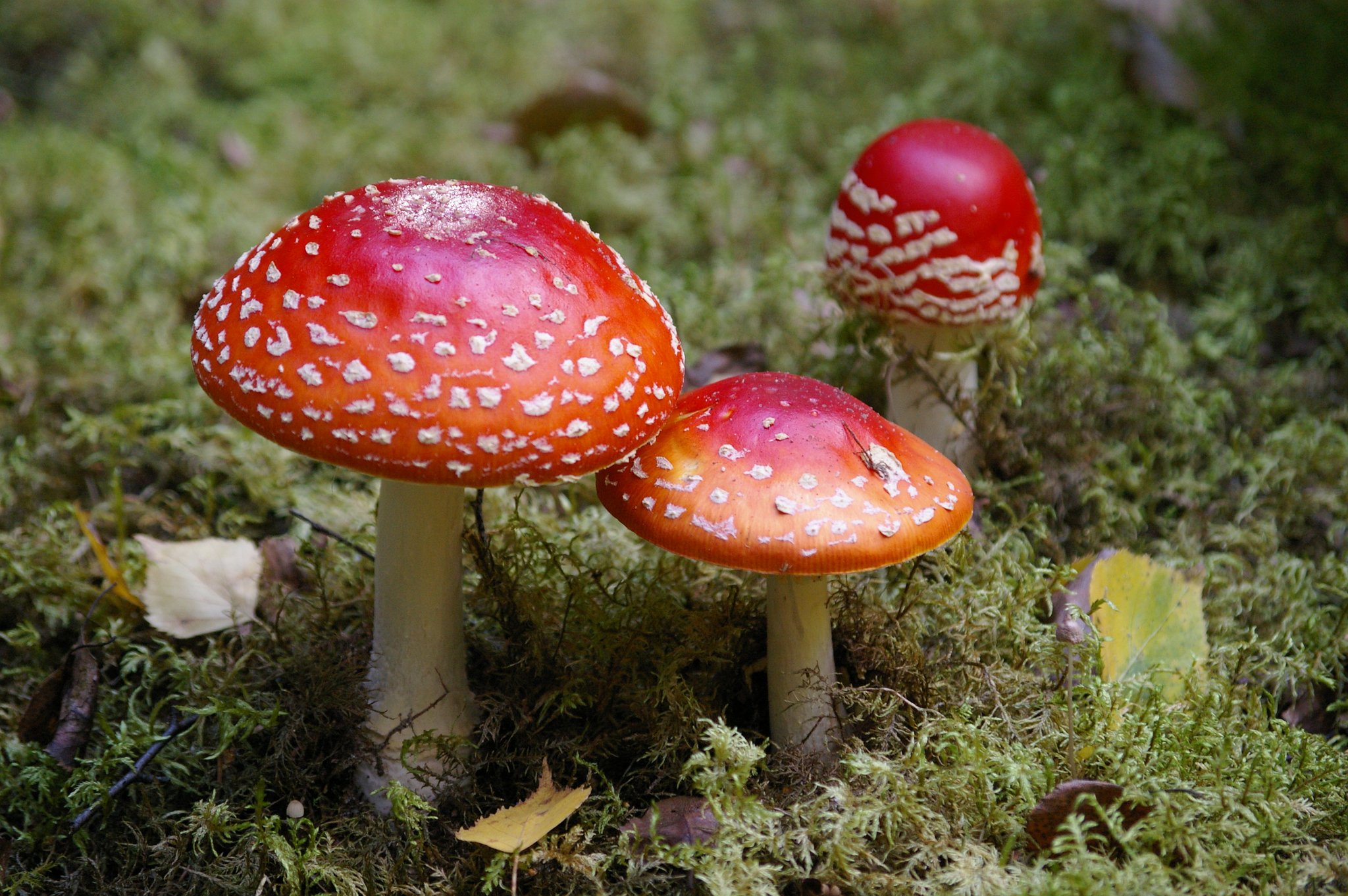 Poisonous funguses
