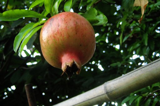 【食】べにくい秋果実「柘榴」