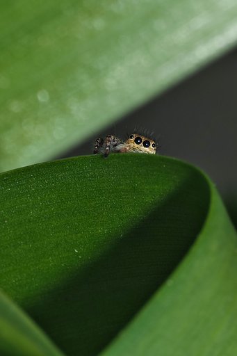ハエトリグモ
