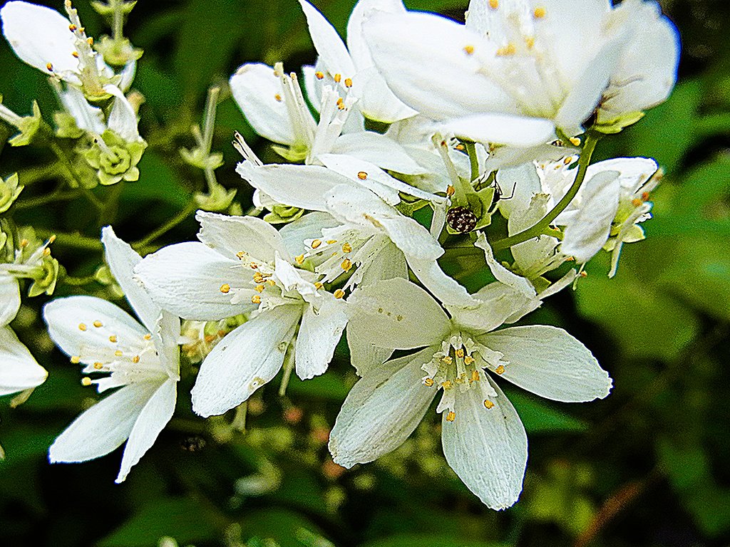 最後の花ヒメウツギ