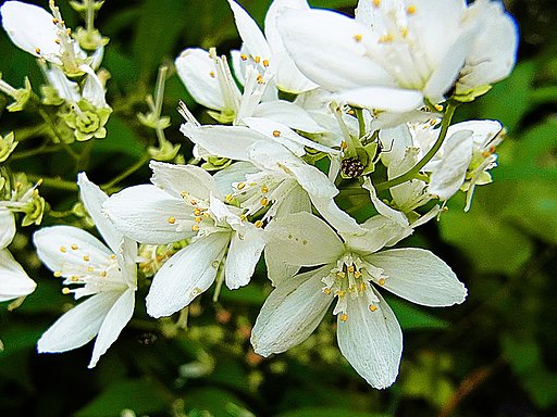 最後の花ヒメウツギ