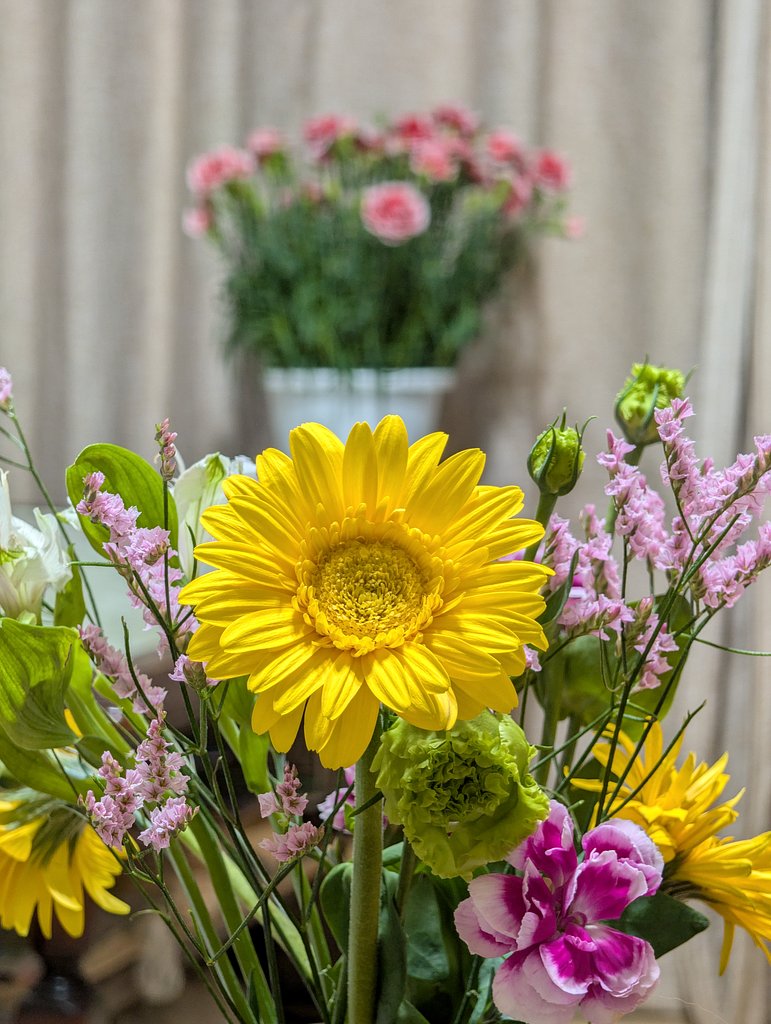 室内で花の撮影
