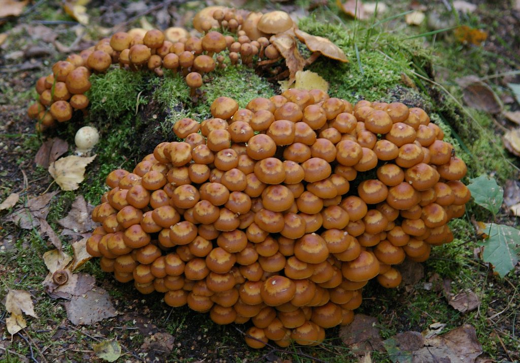 Funguses