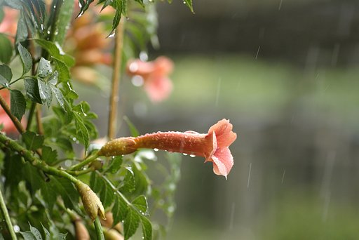 窓の外は雨♪
