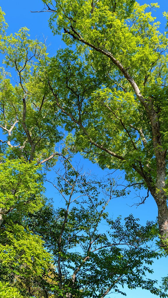 初夏の青空と新緑