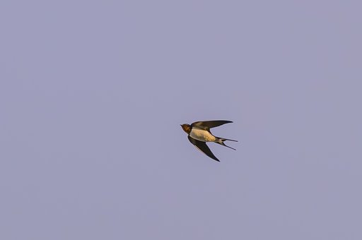 ツバメ飛翔