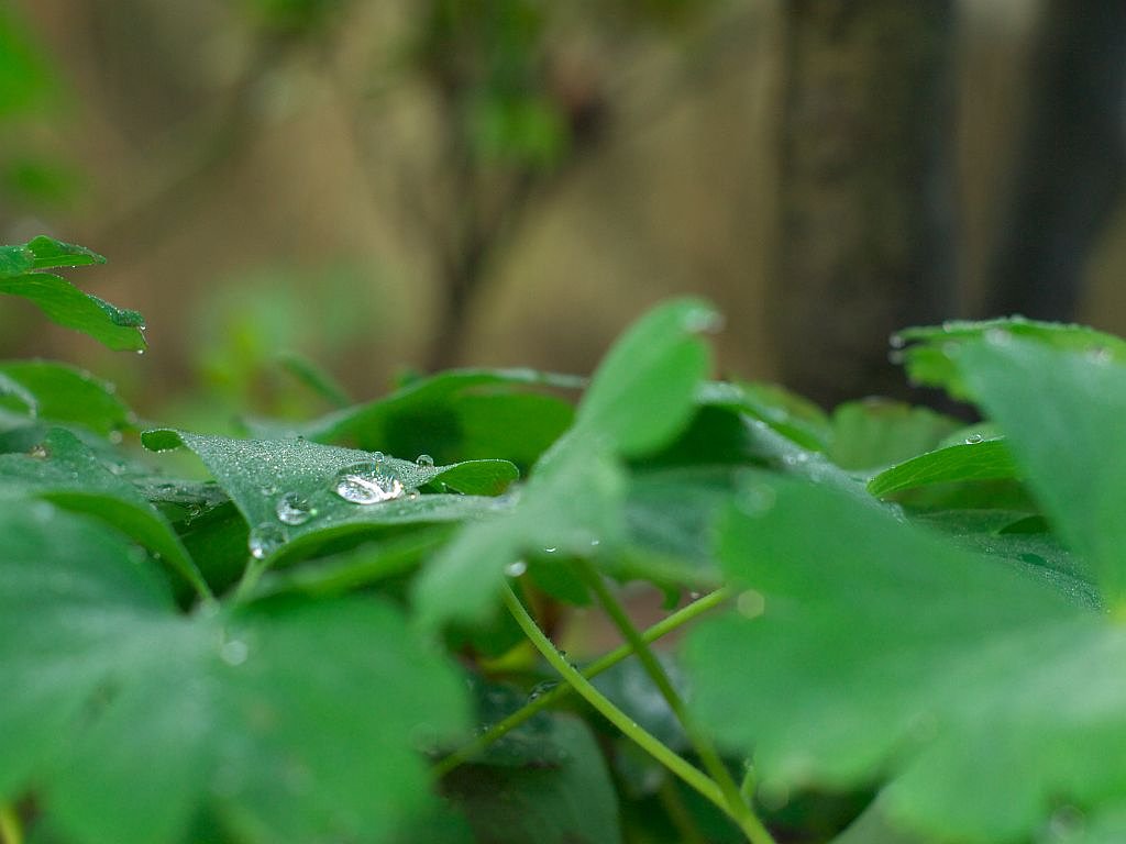 朝露の葉っぱ