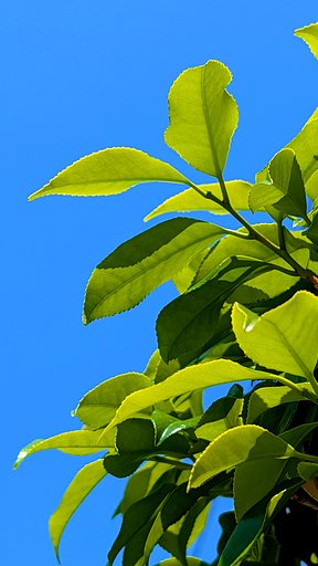 若葉と青空