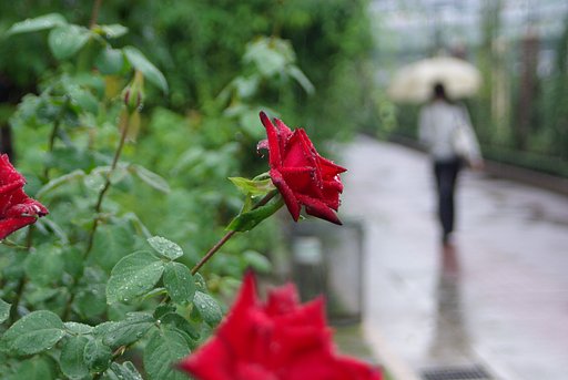 雨の中