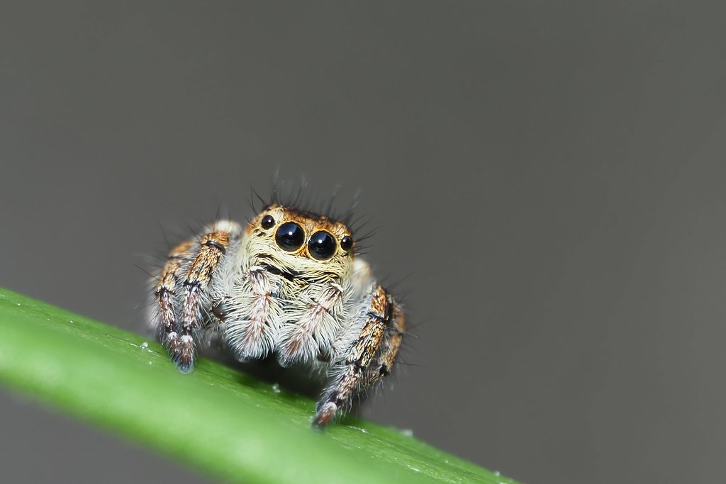 ネコハエトリグモ
