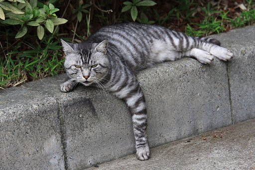 公園の猫