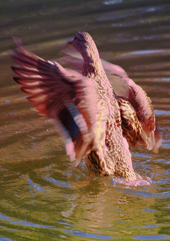 Dance of duck