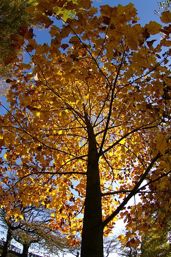 萌える紅葉