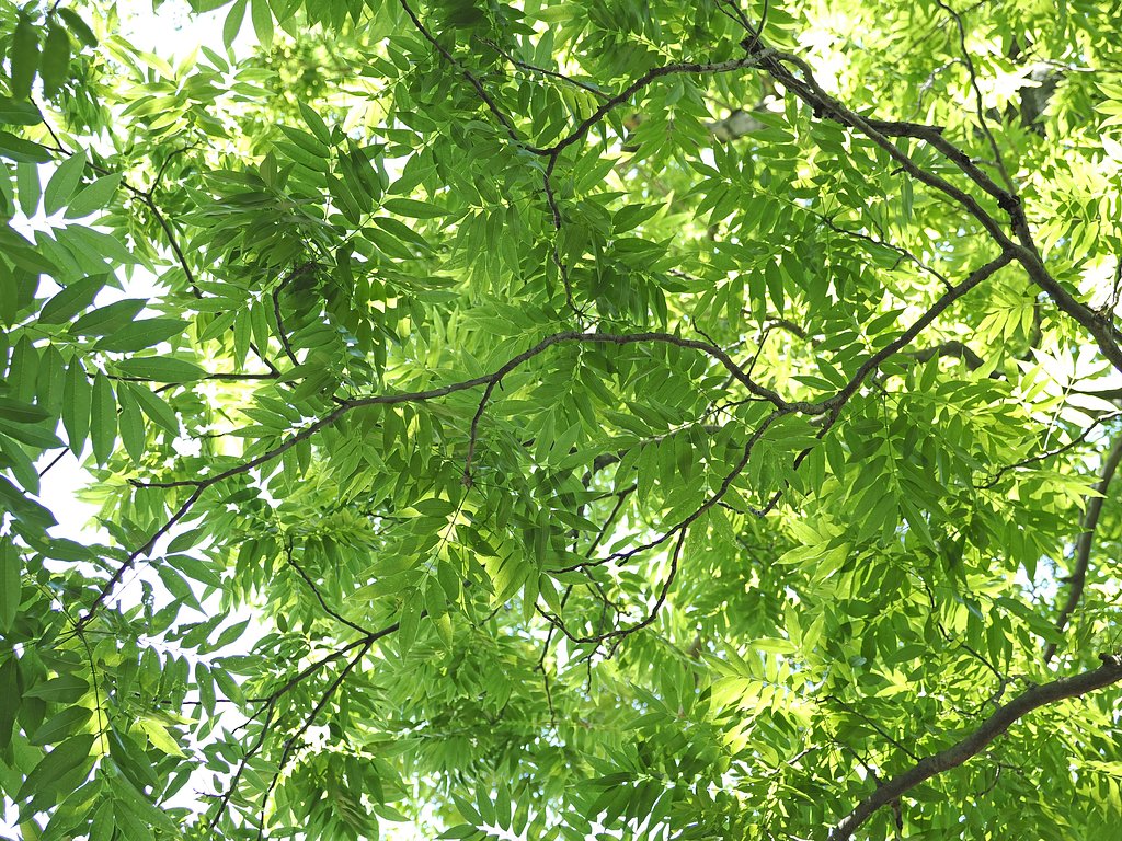 Let it green〜神代植物公園〜