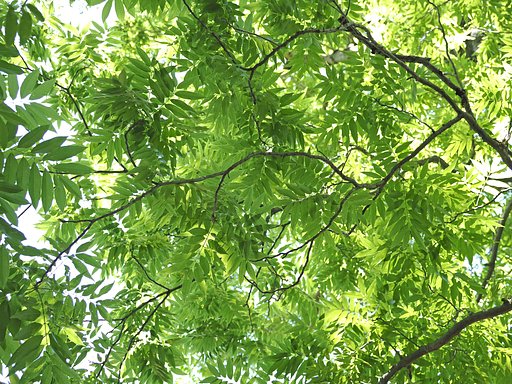 Let it green〜神代植物公園〜
