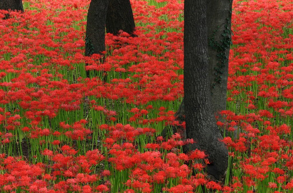 彼岸花の群生