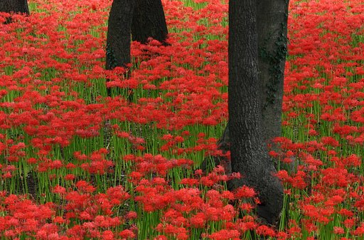 彼岸花の群生