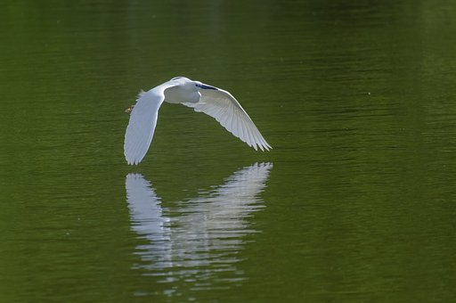 水面を滑る様に