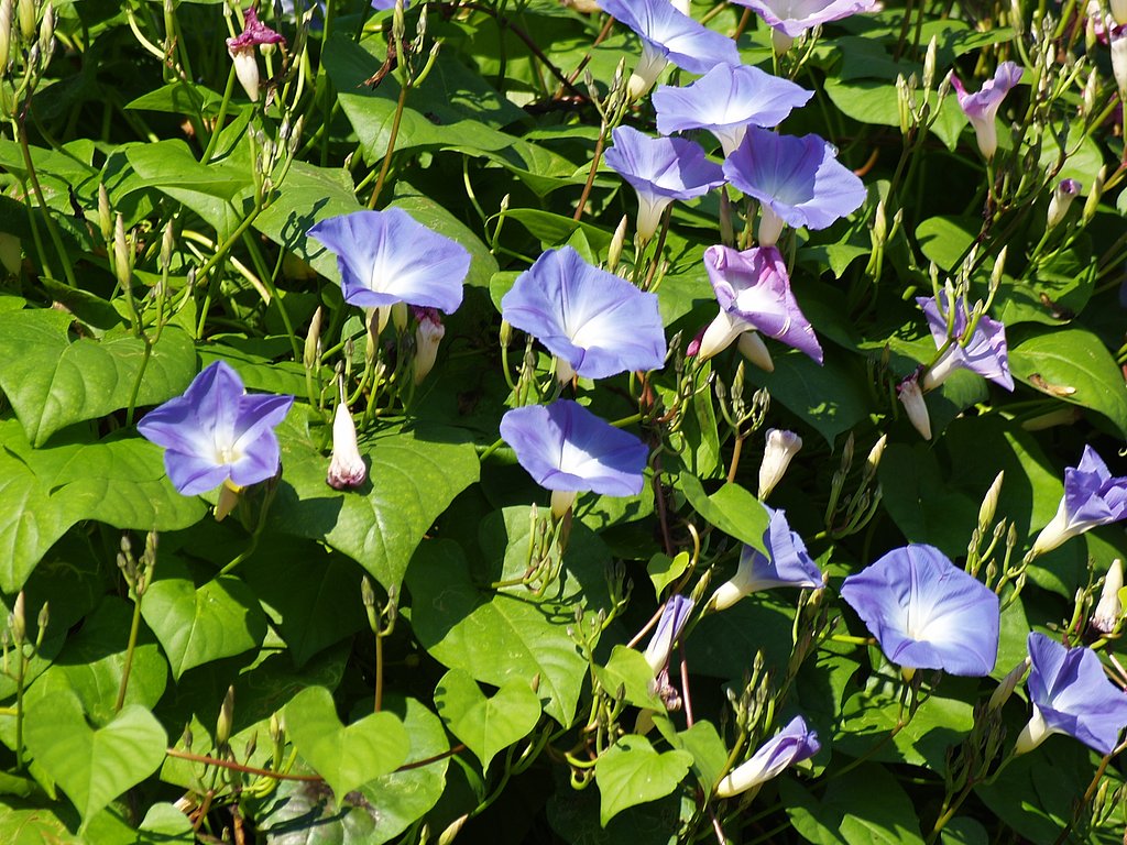 アサガオ