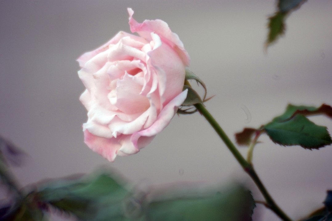 超望遠マクロで薔薇