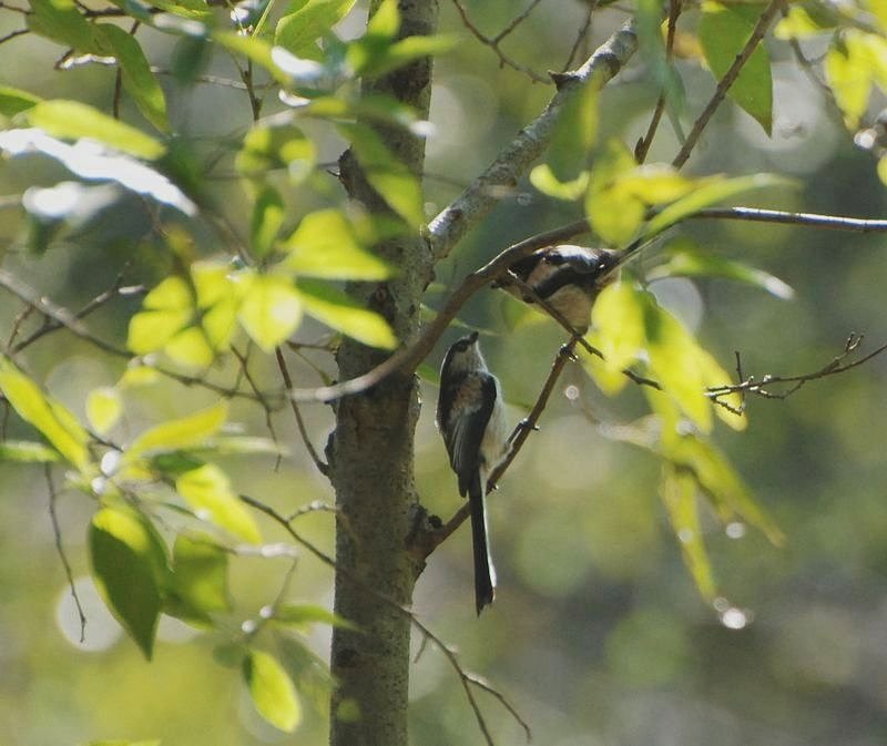 エナガ
