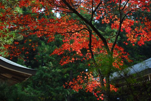 高尾神護寺