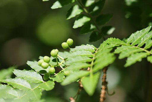 山椒の香り