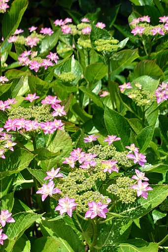紫陽花の季節