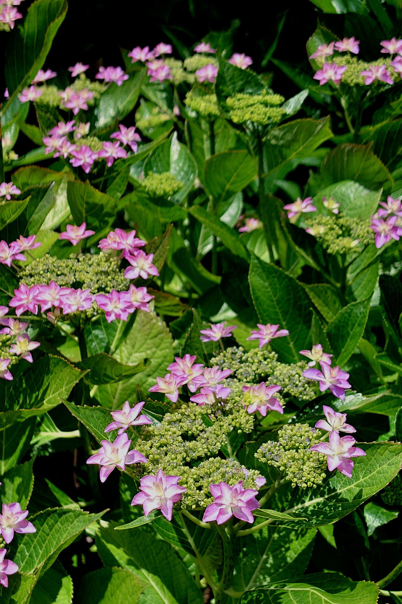 紫陽花の季節ーその２ ー