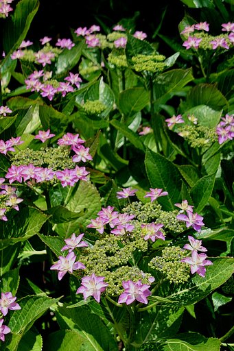 紫陽花の季節ーその２ ー