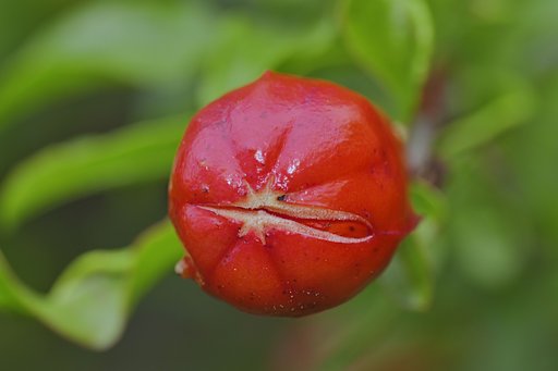 ざくろの蕾