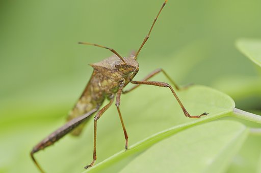 オオヘリカメムシ