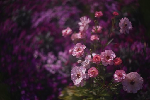 OLDレンズ　絵画表現になったか？　　レンズ特定AIお願い　その3