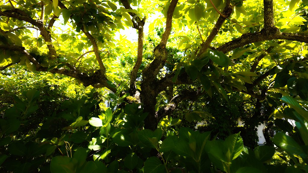 Sunnymorning