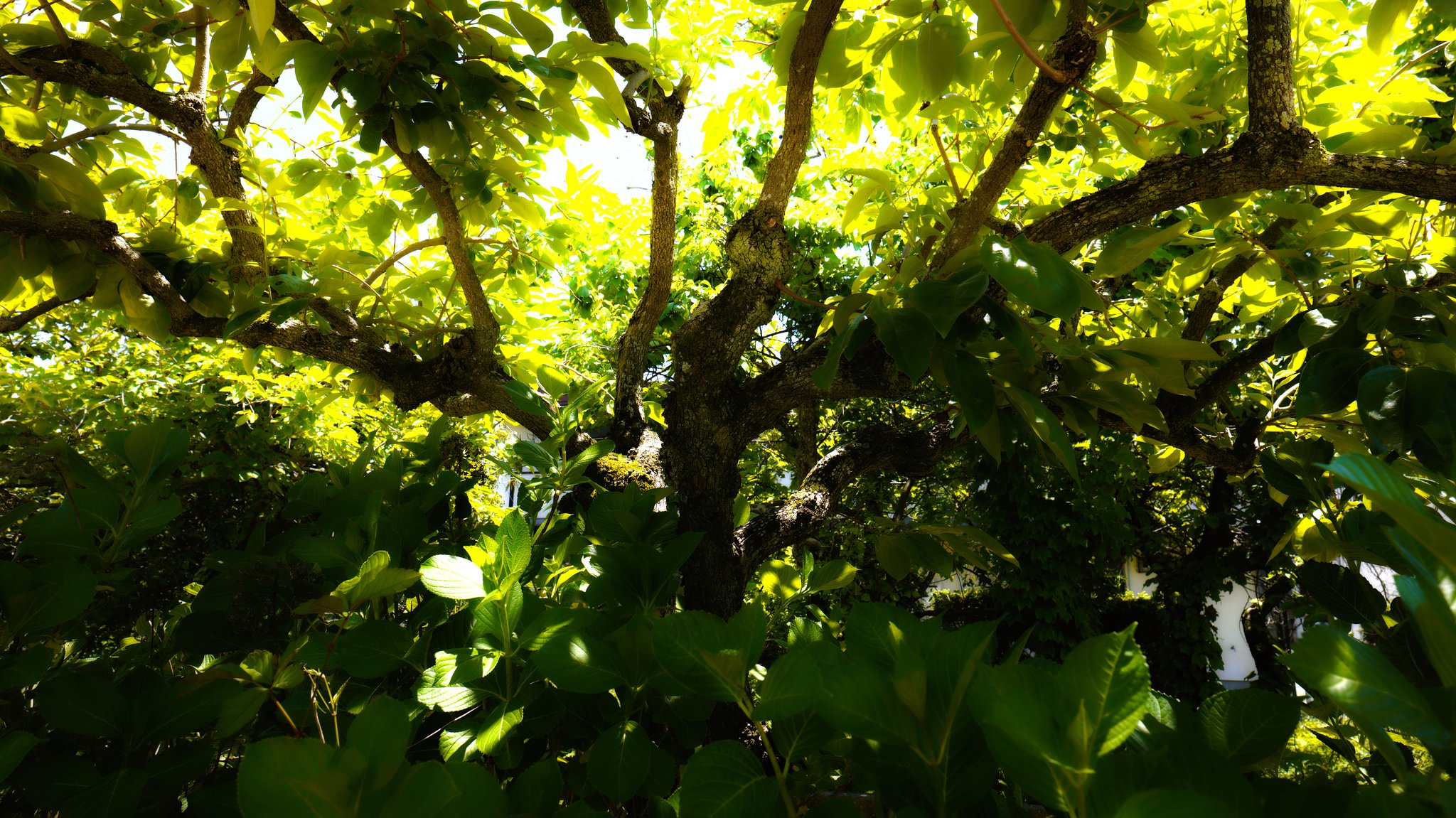 Sunnymorning