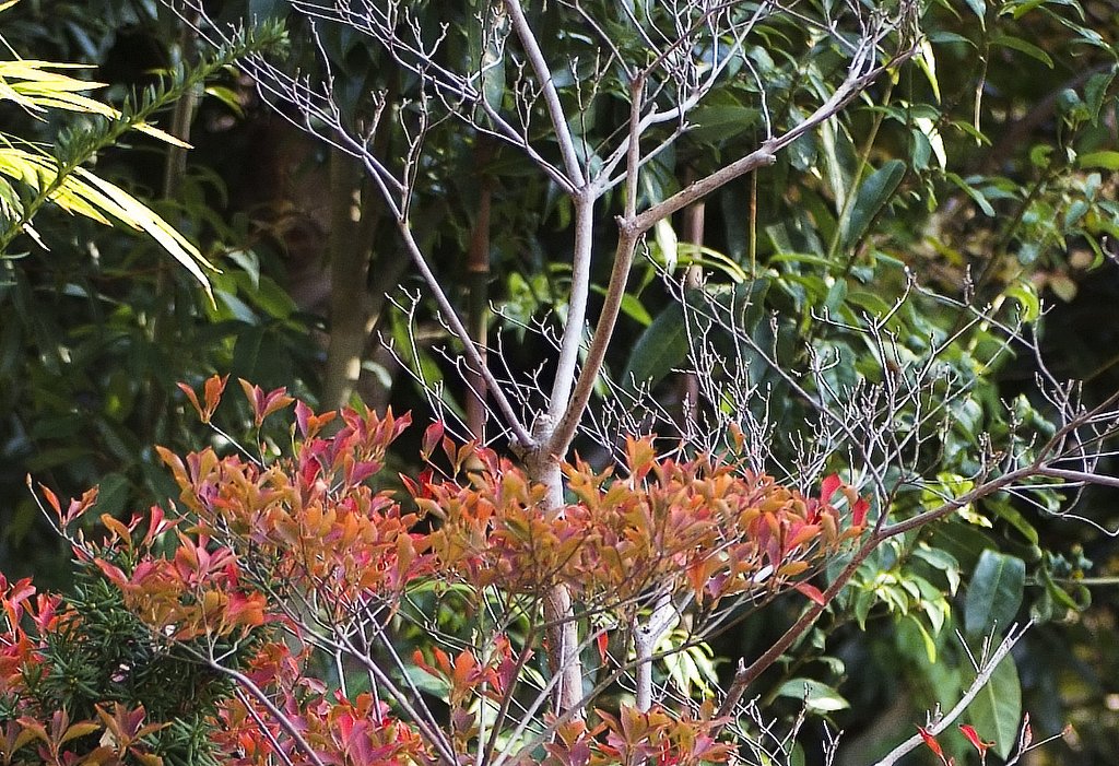 しつこく紅葉