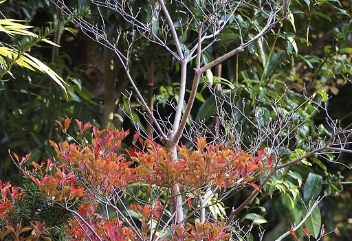 しつこく紅葉