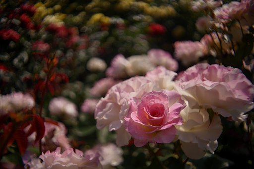 OLDレンズ　絵画表現になったか？　　レンズ特定AIお願い　その4